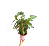 Calathea setosa XL/Zimmerpflanze Baden-Württemberg - Fellbach Vorschau