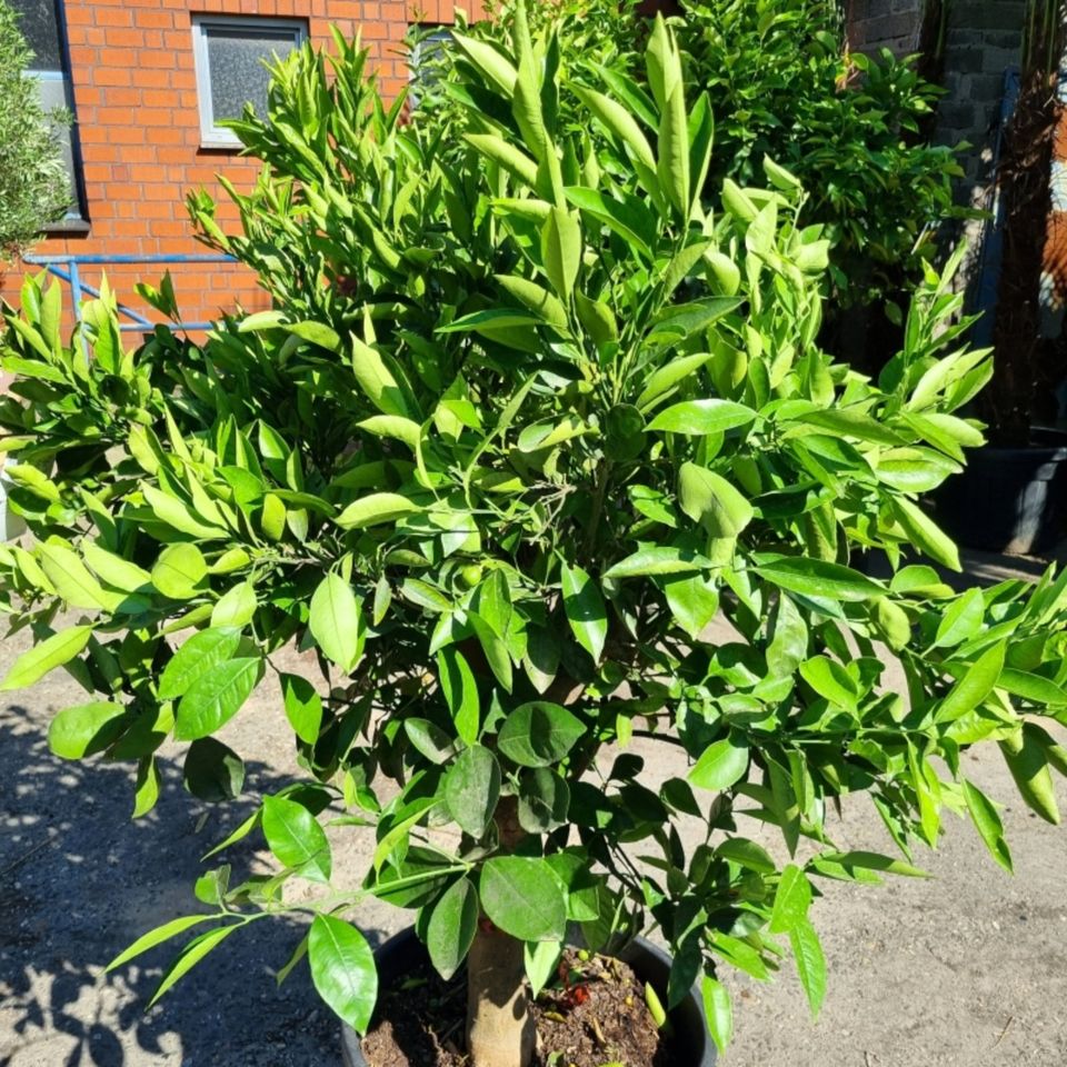 Orangenbaum Citrus Sinensis (Nr. 7) 25cm Stammumfang 160cm hoch in Oberhausen