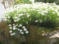 Schleifenblume - Iberis sempervirens - weiß - winterhart Baden-Württemberg - Sachsenheim Vorschau