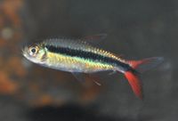 Rotflossen-Schrägschwimmer, Thayeria spec. Red Fin Teles Pires Niedersachsen - Wietmarschen Vorschau