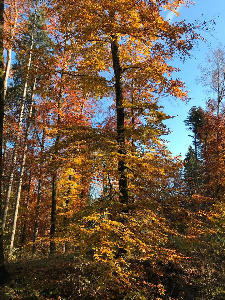 Baumfällung, Rodung, Wald- & Forstarbeit, Fällung, Baum, Hecke in Bad Schussenried