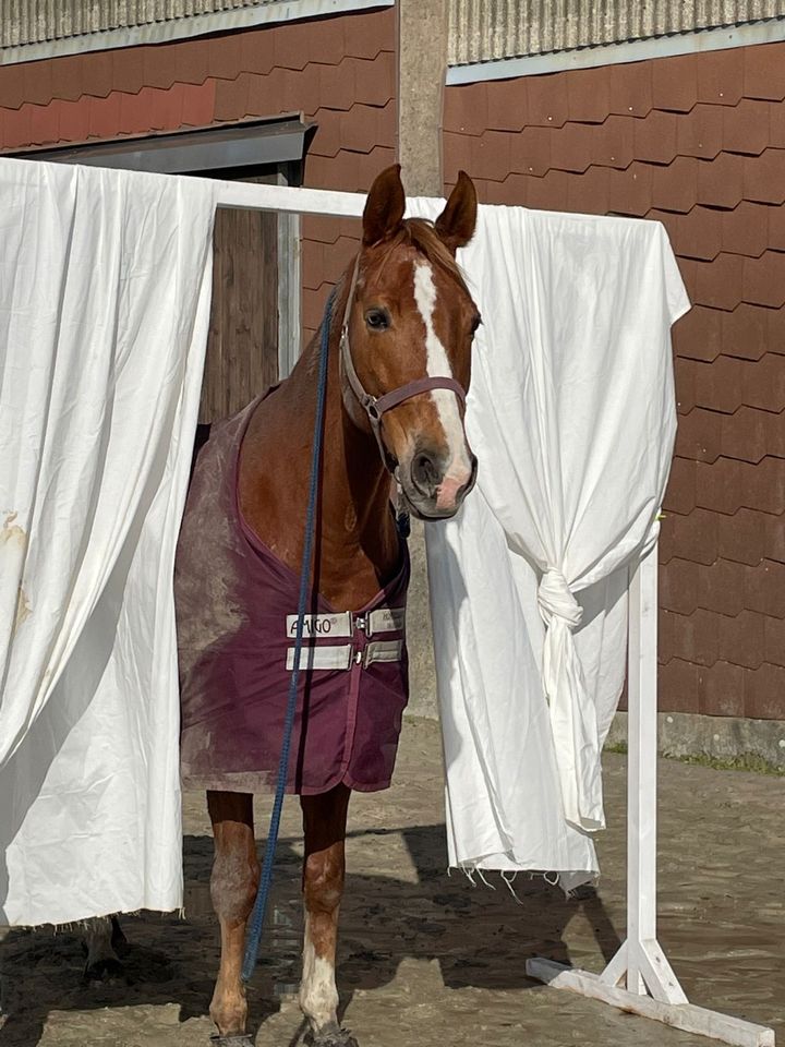 Reitbeteiligung Pferd sucht Reiter in Dortmund