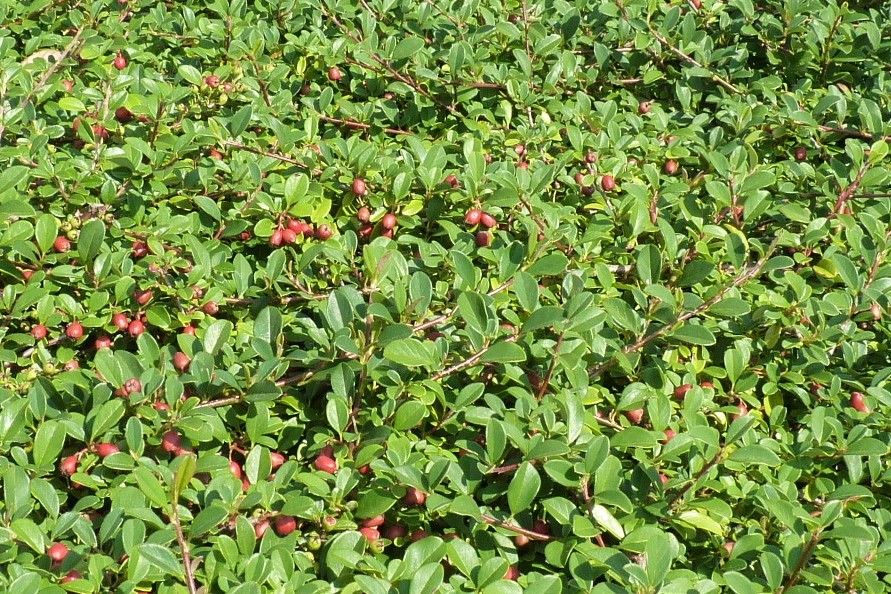 Günstige Flächenbegrünung mit Kriechmispel / Zwergmispel (Cotonea in Rostock