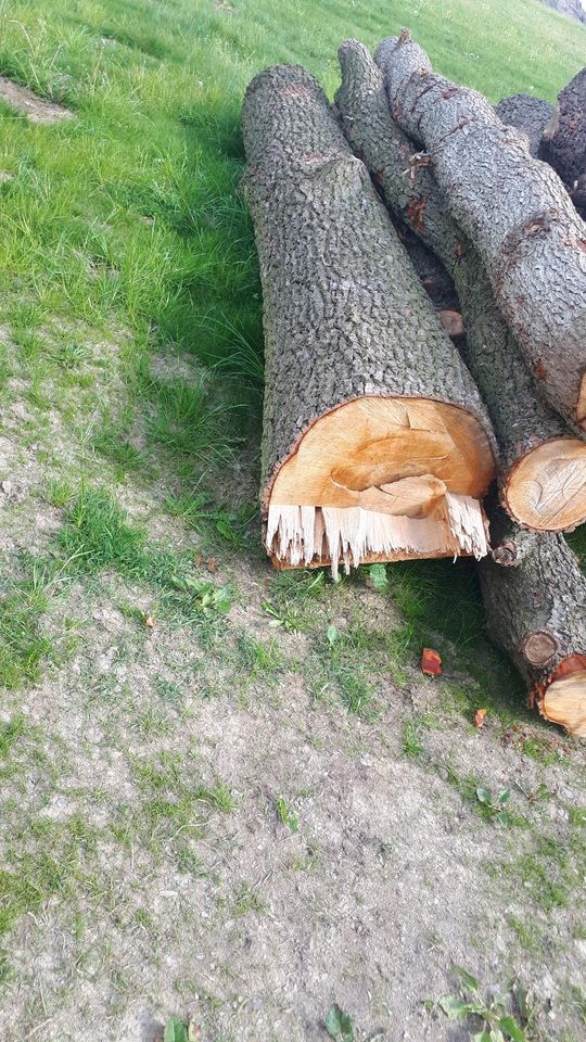 Erlenholz Laubholz dicke Stämme nutzholz in Pausa/Vogtland