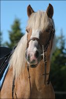 Reitunterricht für meine 14 Jährige Tochter gesucht Hessen - Mörlenbach Vorschau