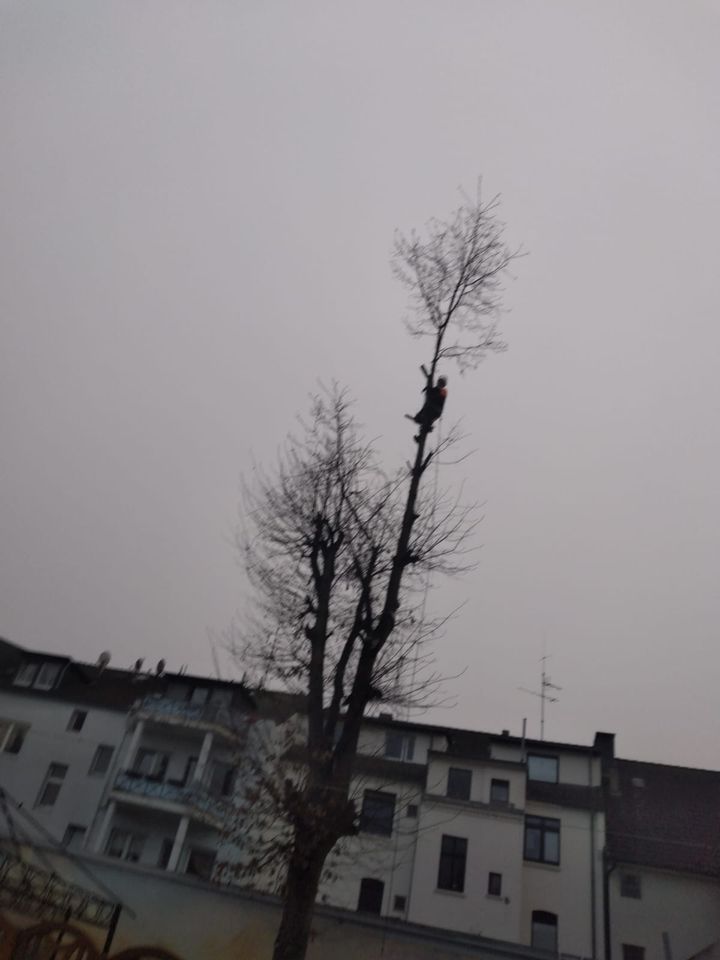 Rollrasen Gärtner Gartenarbeit Heckenschnitt Baumfäller in Essen