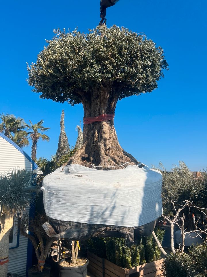 Olea europea winterhart Olivenbaum in Altlußheim