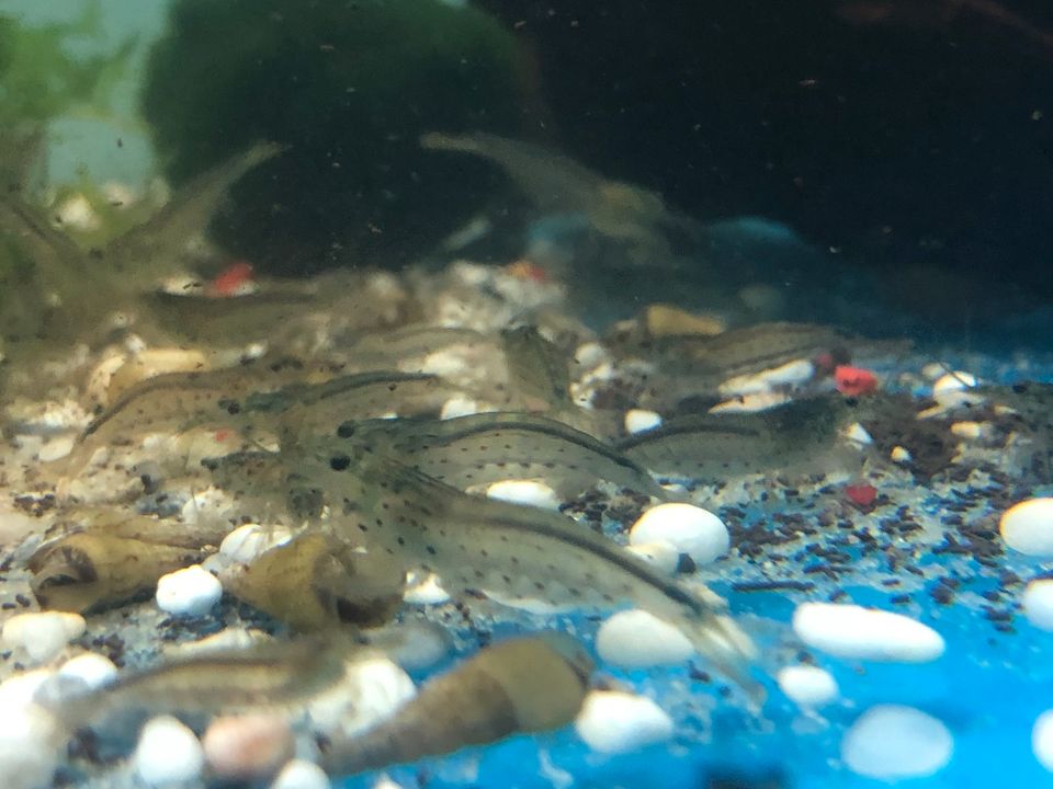 Amano Garnelen (Putztruppe fürs Aquarium) in Moers