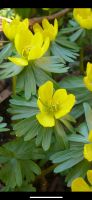 Winterlinge Pflanzen,Blumen gelb,Bodendecker Thüringen - Nessetal Vorschau