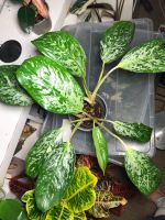 Aglaonema 3x plants Friedrichshain-Kreuzberg - Kreuzberg Vorschau