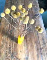 Getrocknete Billy Buttons Blumen Craspedia Pflanze Gelb mit Vase Stuttgart - Stuttgart-West Vorschau