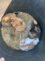 Stallkaninchen Kaninchen Hasen Schecke Nordrhein-Westfalen - Nideggen / Düren Vorschau