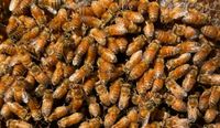 Unbegattete Ligustica Bienen Königin Düsseldorf - Bilk Vorschau