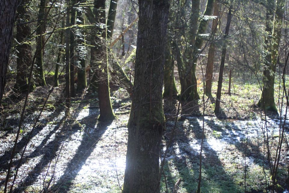 Waldgrundstück mit ca. 1.100 m² Wasserfläche in Elz in Elz