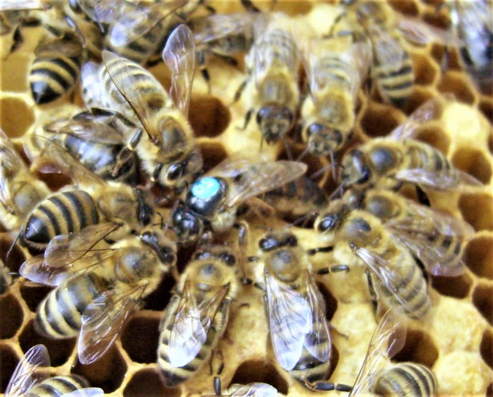 Sammelwütiges Bienenvolk - Bienen Ableger zu verkaufen auf DNM in Berlin
