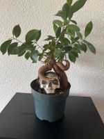 Bonsai mit Schädel Nordrhein-Westfalen - Herne Vorschau