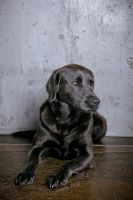 Labrador Rüde charcoal 5 Jahre Nordrhein-Westfalen - Greven Vorschau