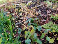 Elfenblume - Blüten in kupfergelb Bayern - Aschaffenburg Vorschau