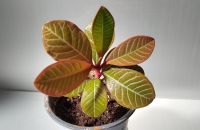 10 cm Spuckpalme – Madagascar-Juwel – Euphorbia leuconeura Berlin - Pankow Vorschau