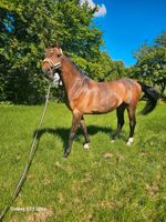 Pferd  Hollsteiner Wallach Nordfriesland - Stedesand  Vorschau