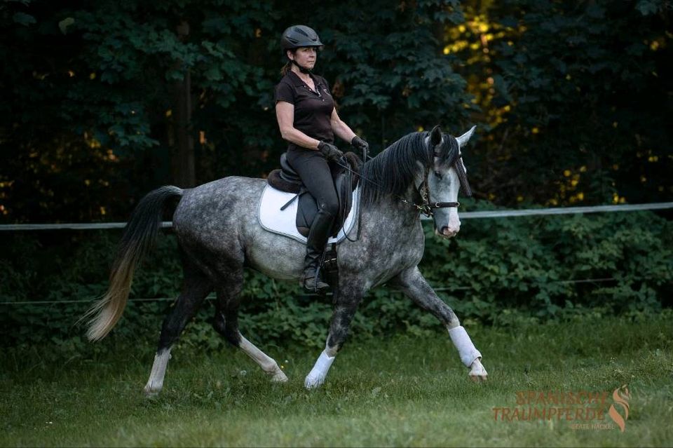 VERLASSPFERD/Schimmelwallach/Reitpferd/Pferd in Traventhal