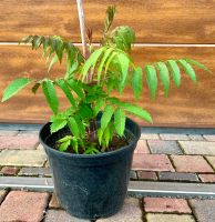 Essigbaum im Topf für Balkon/Terrasse/Garten Sachsen - Meißen Vorschau