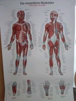 Anatomie Lerntafel zum Aufhängen Hamburg-Nord - Hamburg Barmbek Vorschau