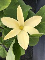 Wunderschöne Magnolie Yellow Bielefeld - Senne Vorschau
