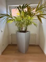 Hydrokultur Palme inkl. großen Topf 94cm hoch 225 cm Gesamthöhe Nordrhein-Westfalen - Kleve Vorschau