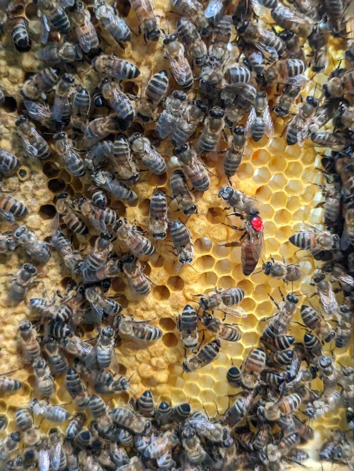 Zander und Zadant Bienen Ableger in Nürnberg (Mittelfr)