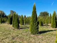 Thuja smaragd 320 cm Berlin - Zehlendorf Vorschau