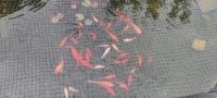 Teichauflösung Goldfische Nordrhein-Westfalen - Moers Vorschau