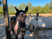 Offenstall Pony / Kleinpferd Quickborn inkl.Rauhfutter Haltergem. Kreis Pinneberg - Quickborn Vorschau