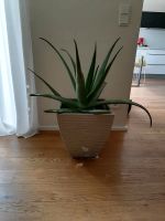Aloe vera Pflanze Rheinland-Pfalz - Wittlich Vorschau
