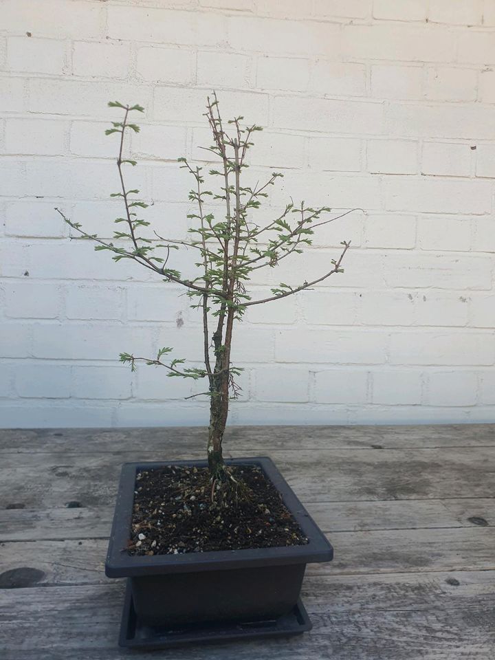 Bonsai Urweltmammutbaum Metasequoia Bonsaischale und Untersetzer in Coburg