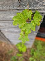 Bergahorn Acer Pseudoplatanus im Topf Sachsen-Anhalt - Dingelstedt am Huy Vorschau