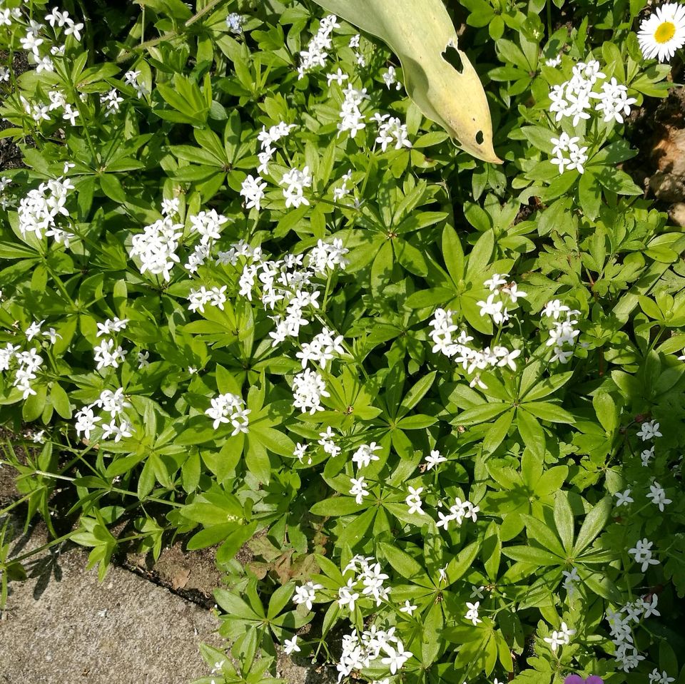 Waldmeister in Kamp-Lintfort