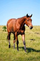 5- jähriger Quarter Horse Wallach als Beisteller zu verkaufen Mecklenburg-Strelitz - Landkreis - Burg Stargard Vorschau