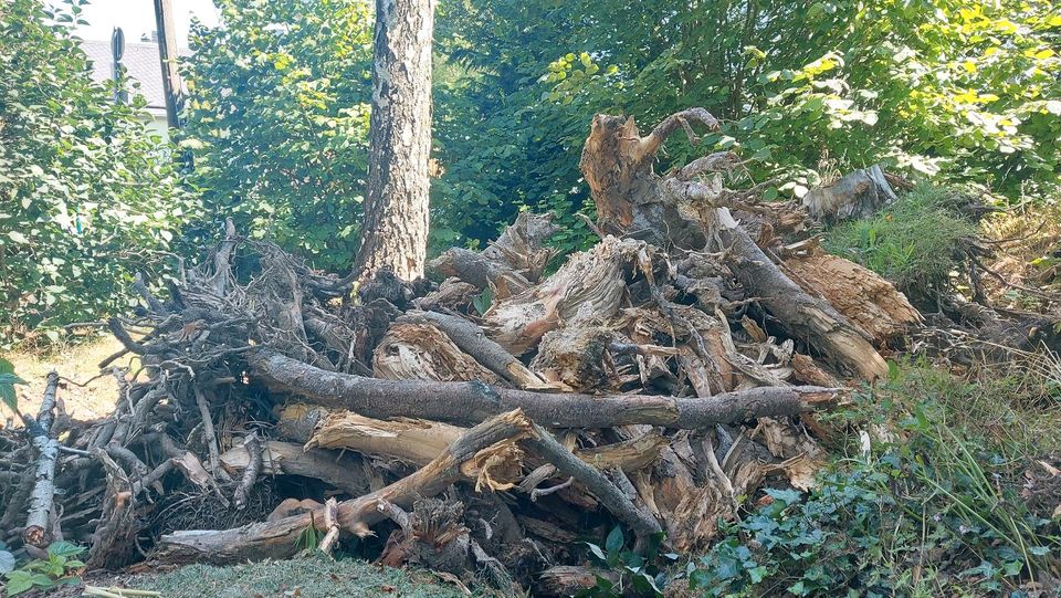 Wurzelholz Brennholz Feuerholz Totholz in Chemnitz