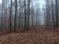 Wald, Waldgrundstück, Forst Bayern - Kleinwallstadt Vorschau