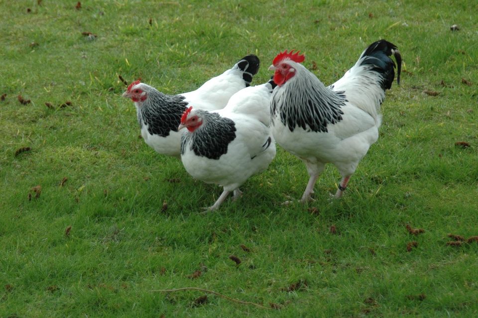 Sussex Bruteier Sehr tolle Hühner Eier zum ausbrüten in Reinheim