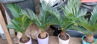 Cycas revoluta  palmfarn Nordrhein-Westfalen - Moers Vorschau