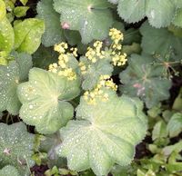 Frauenmantel, Gartenpflanzen winterhart Saarland - Wadern Vorschau