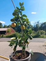 Zitronenpflanze mit riesigen Früchten Hessen - Zierenberg Vorschau