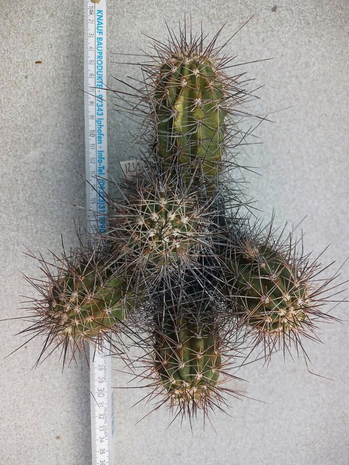 Echinocereus Altpflanze Kaktus Kakteen in Borken