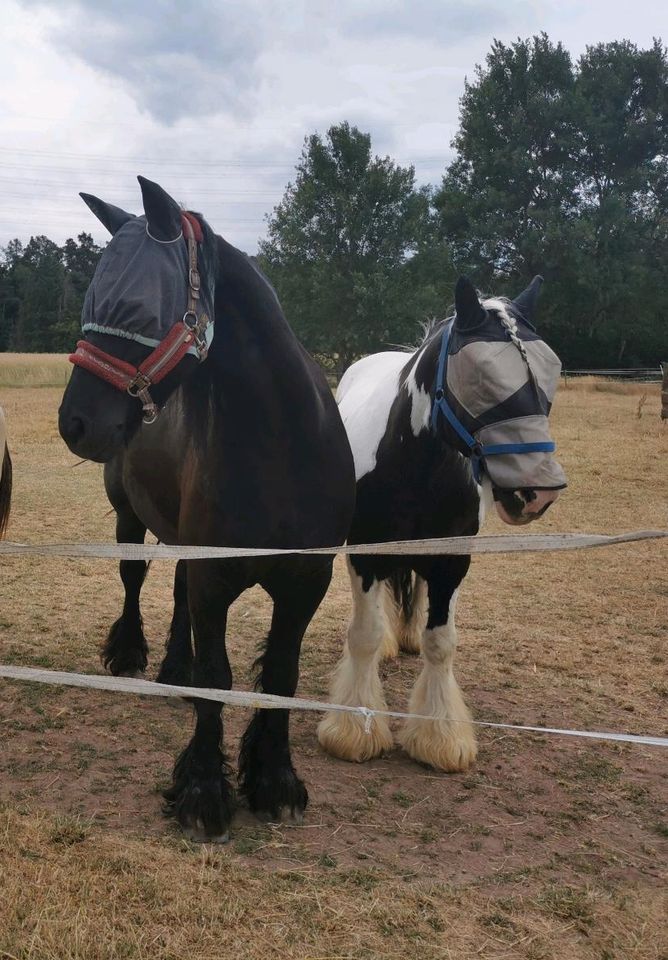 Fahr-&Reitbeteiligung für Tinker & Friese # Freizeit # Gelände # in Rödermark