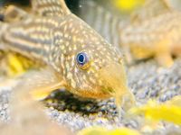 Corydoras Sterbai, Welse Jungtiere, Orangeflossen Panzerwels Nordrhein-Westfalen - Bottrop Vorschau