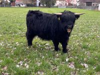 Highland Cattle Färse tragend Thüringen - Hörselberg-Hainich Vorschau