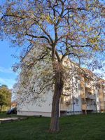 3-Raum-Wohnung mit Aussicht im 3.OG mit Balkon, Meischnerstr. 67 Sachsen - Penig Vorschau