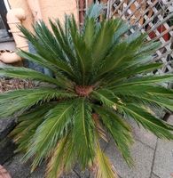 Cycas revoluta - Palmfarn Palme Japanischer Sagopalmfarn Sachsen - Haselbachtal Vorschau